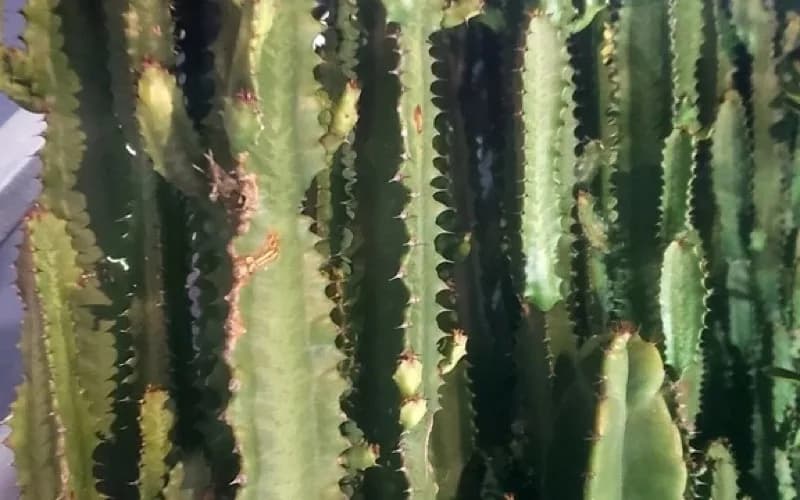 A cluster of African milk tree stems